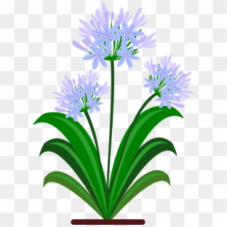Blue Yellow Flower Green Violet - Agapanthus Clipart, HD Png Download