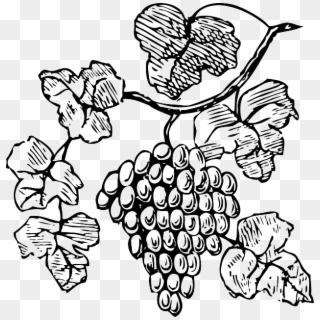Food, Wine, Grapes, Outline, Drawing, Tree, Border - Grapes Clipart, HD Png Download