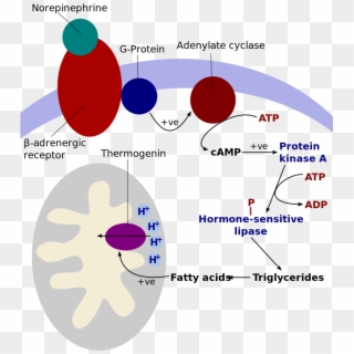 Download Png - Non Shivering Thermogenesis, Transparent Png