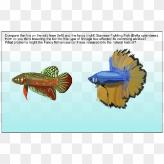 Reading Fish - Invertebrate, HD Png Download