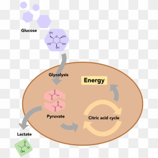 A Basic Overview Of Glucose Metabolism In Human Cells, HD Png Download