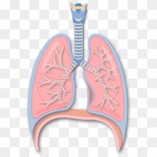 Secondary Bronchus Of The Lung - Illustration, HD Png Download