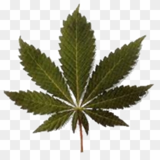 Únete A La Guarida - Cannabis Png, Transparent Png