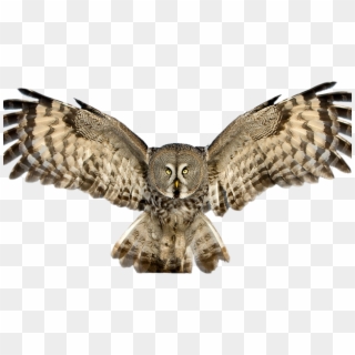 Owl Png Vectors - Owl Png, Transparent Png