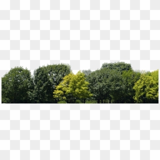 Trees - Group Of Trees Png, Transparent Png