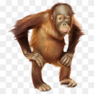 Orangutan Transparent Background, HD Png Download
