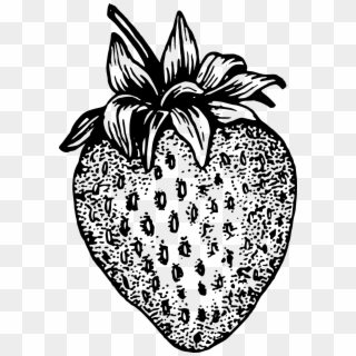 Strawberry Berry Plant - Black And White Picture Of Strawberry, HD Png Download