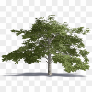 Cedar Of Lebanon - Plane-tree Family, HD Png Download