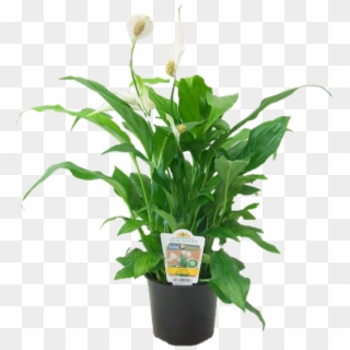 12cm Cupido Peace Lilly - Areca Palm, HD Png Download