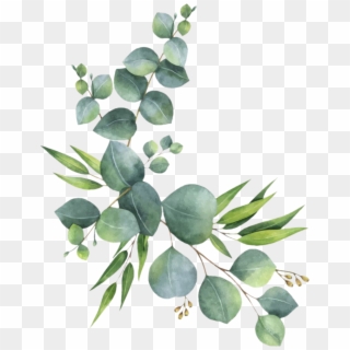 #branch #leaves #florals #branches #zweig #watercolor - Eucalyptus Clipart, HD Png Download