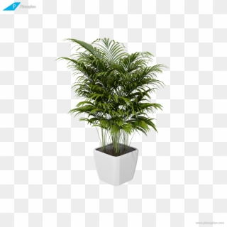 Houseplant, HD Png Download