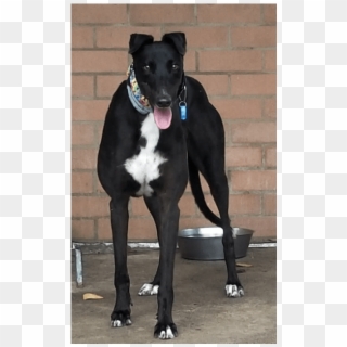 Donate To Petrescue - Greyhound, HD Png Download