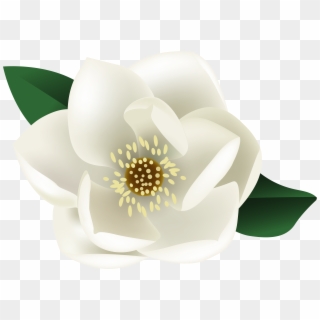 View Full Size - White Magnolia Flower Png, Transparent Png