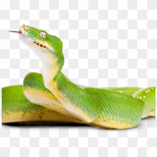 Tree Python Clipart Rat Snake - Green Tree Python, HD Png Download