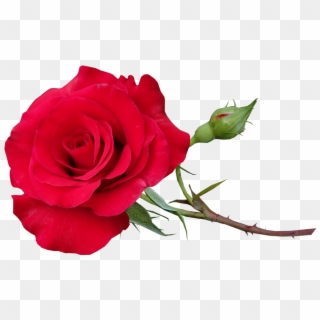 Rose Red Stem Romantic Flower Garden Nature - Red Rose Stem, HD Png Download