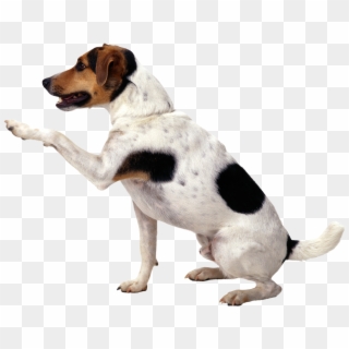 Dog With Paw In The Air, HD Png Download