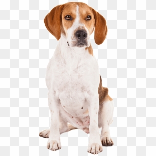 American Foxhound Harrier - National Dog Day Google Doodles, HD Png Download
