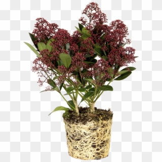 Japanese Skimmia - Flowerpot, HD Png Download