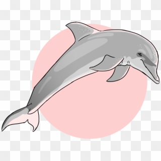 Dauphin-oceanique - Common Bottlenose Dolphin, HD Png Download