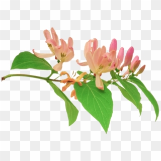 Download Pink Honeysuckle Branch Transparent Png - Honeysuckle Flower, Png Download