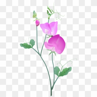 Pink Sweetpea Plant2 - Sweet Pea, HD Png Download