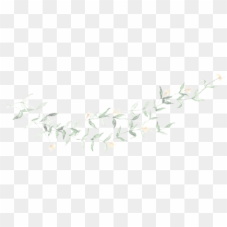 Honeysucklewine Vine - Sketch, HD Png Download