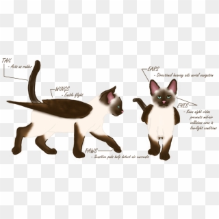 Anatomy Of A Scratch - Siamese, HD Png Download