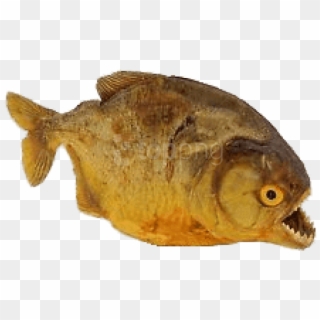 Download Dried Piranha Png Images Background - Gulf Flounder, Transparent Png