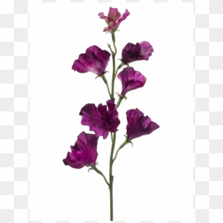 22 Sweet Pea Spray Dark Orchid - Purple Sweet Pea Flower, HD Png Download