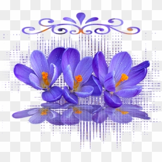 Click And Drag To Re-position The Image, If Desired - Saffron Crocus, HD Png Download