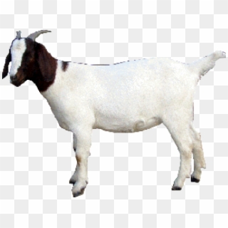Transparent Png