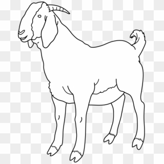 Goat Png Transparent For Free Download Pngfind
