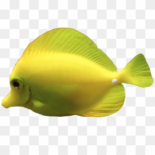 Source - Transparent-animals - Tumblr - Com - Yellow Fish Png, Png Download