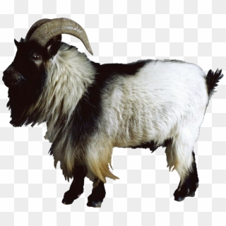 2953 X 2953 10 - Animal Png Goat, Transparent Png