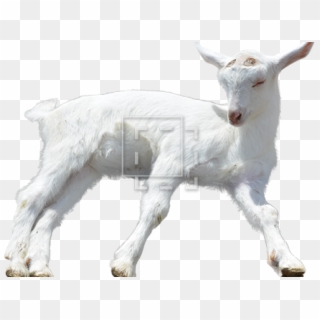 Goat Png Transparent Images - Baby Goat Png, Png Download