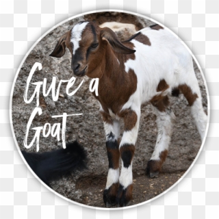 Goat - Foal, HD Png Download