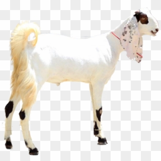 Sadqa For Big Size Goat - Goat Picture In Pakistan, HD Png Download