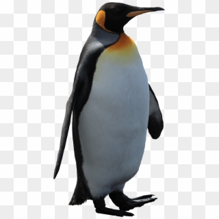 Adult Penguin - Penguin Png, Transparent Png