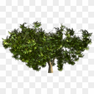Japanese Maple - Coniferous Bush Png, Transparent Png