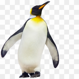Penguin Png Picture - Emperor Penguin, Transparent Png