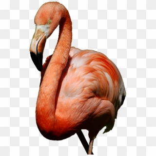 Flamingo Sticker - Greater Flamingo, HD Png Download
