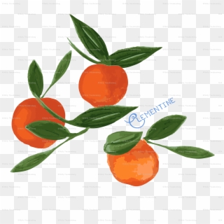 Clementine, HD Png Download