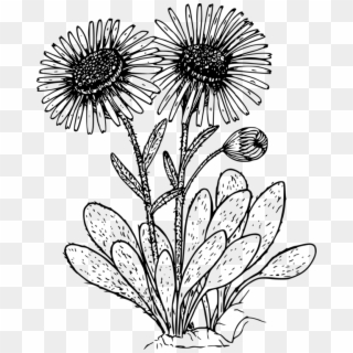Daisies Clipart Wild Flower - Daisies Clipart Black And White, HD Png Download