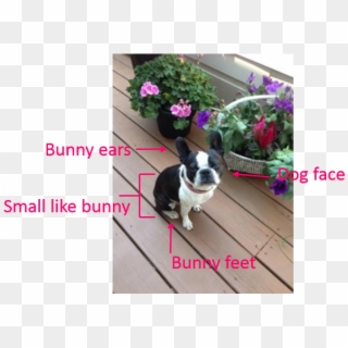Augie Bunny 1 - Boston Terrier, HD Png Download