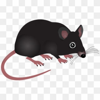 Mouse Home Animal Rodent Pest Small Hair Black - Rat Cartoon With Transparent Background, HD Png Download