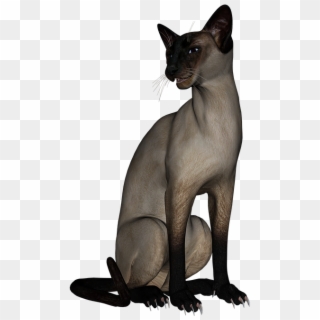 Cat Siamese Cat Animal Feline Kitty Kitten Pet 猫 背景 透過 Hd Png Download 7x7 Pngfind