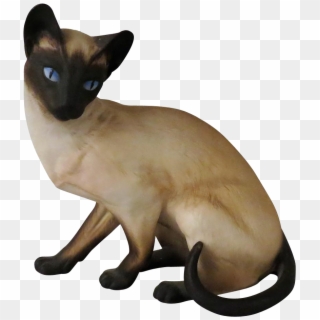 924 X 924 0 0 - Siamese Cat Transparent Background, HD Png Download