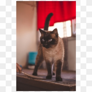 Burmese Siamese Mix Cat, HD Png Download