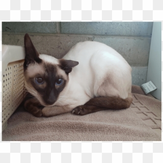 Donate To Petrescue - Siamese, HD Png Download