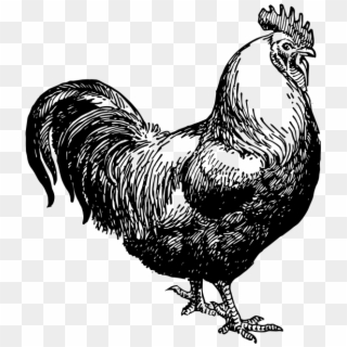 Rooster - Chicken Black White Graphic, HD Png Download